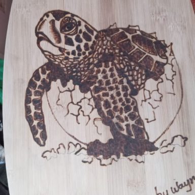 Tuttle Turtle in a shell